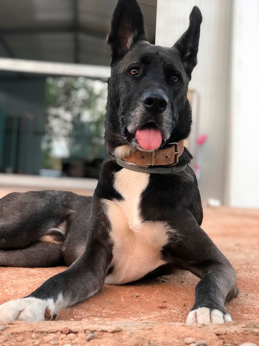 residencia canina cuatro patas