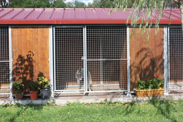 residencia canina rockendall