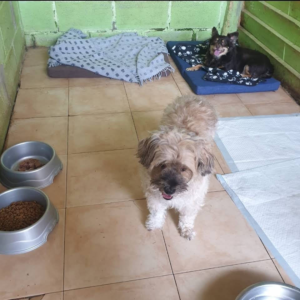 Hotel canino Don y Doña Equi Guau