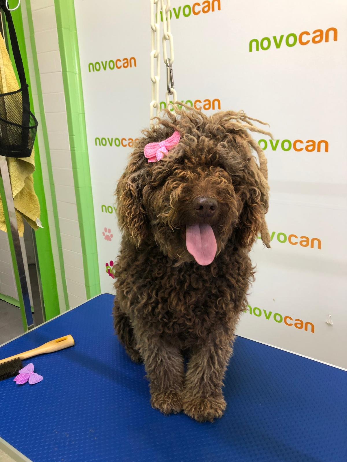 residencia canina novacan