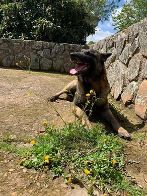residencia canina la senda del lobo