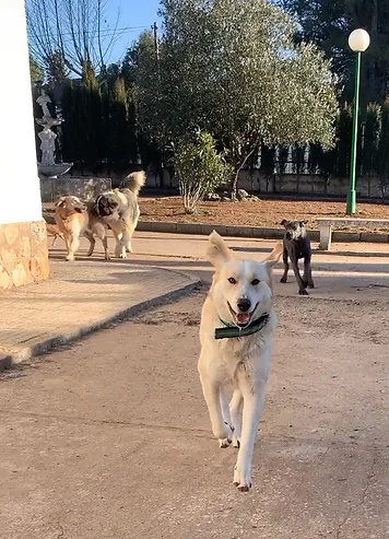 residencia canina la senda del lobo