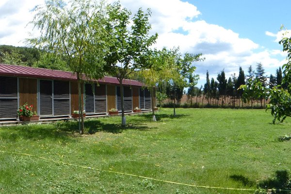 residencia canina rockendall