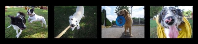 residencia canina mediterrania