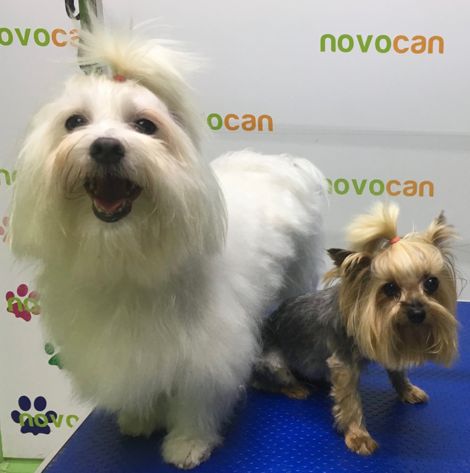 residencia canina novacan