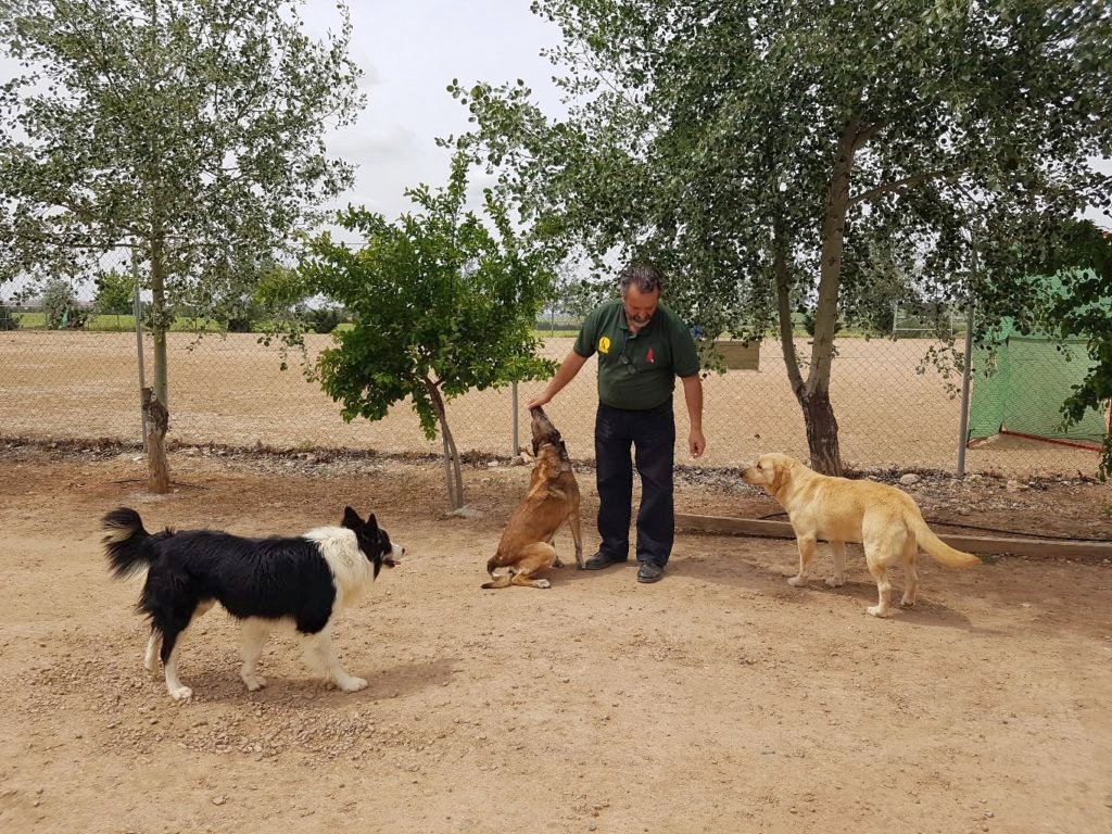 residencia canina braña alta