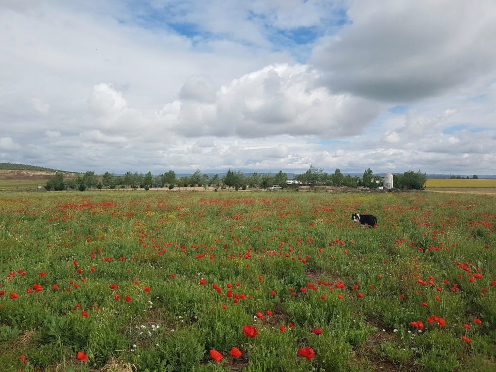 residencia canina braña alta