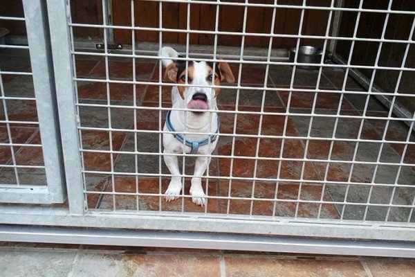 residencia canina rockendall