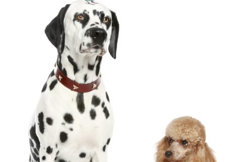 centro canino new alvacan