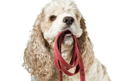 centro canino new alvacan