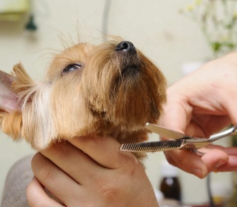 centro canino new alvacan