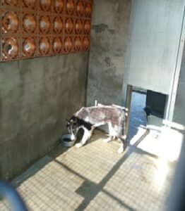 residencia canina can planet