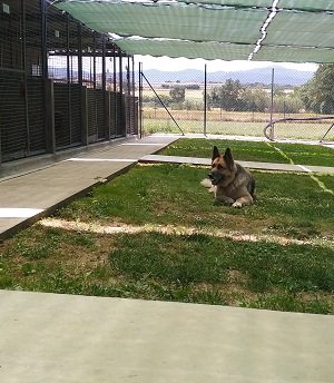 residencia canina can planet