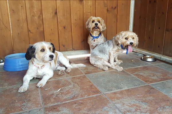 residencia canina rockendall