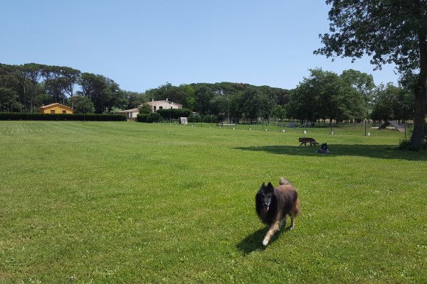 residencia canina rockendall