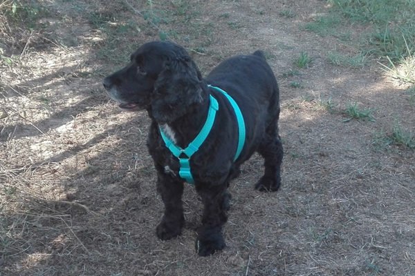 residencia canina rockendall