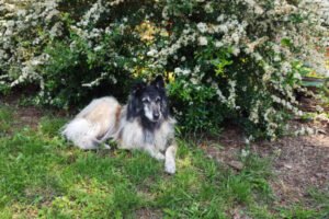 residencia canina rockendall