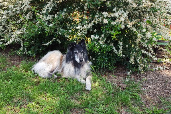 residencia canina rockendall