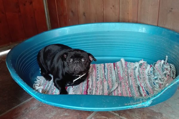 residencia canina rockendall