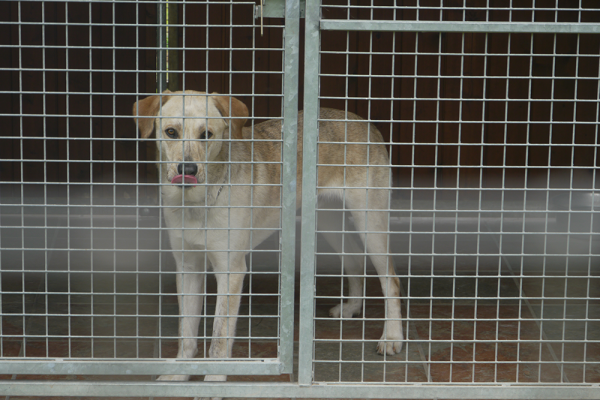 residencia canina rockendall