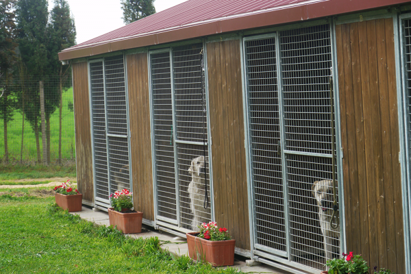 residencia canina rockendall