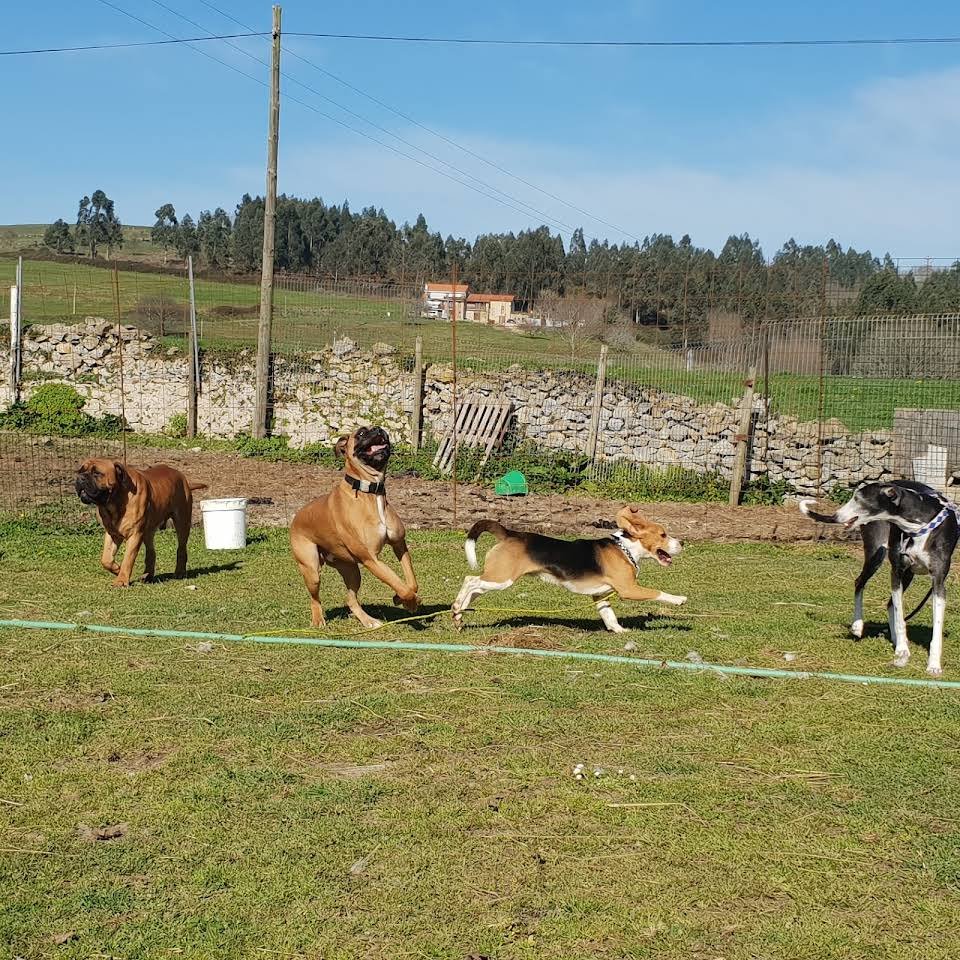 Hotel canino Don y Doña Equi Guau