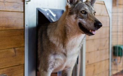 residencia canina alis