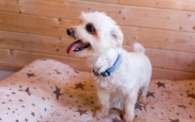 residencia canina alis