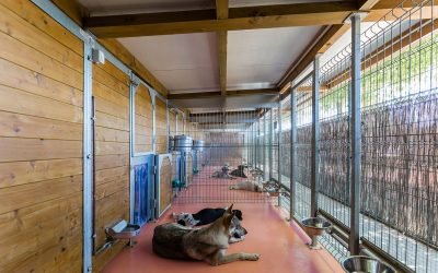 residencia canina alis