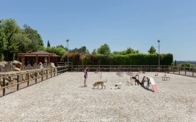 residencia canina alis