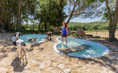 residencia canina alis