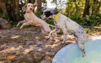 residencia canina alis