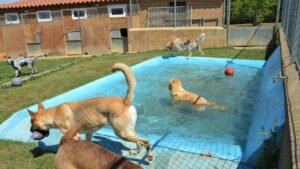 centro canino de pals