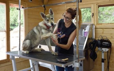 residencia canina alis