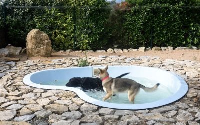 residencia canina alis