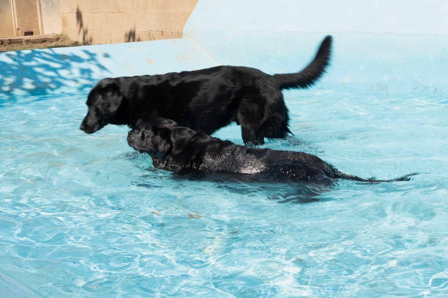 centro canino de pals