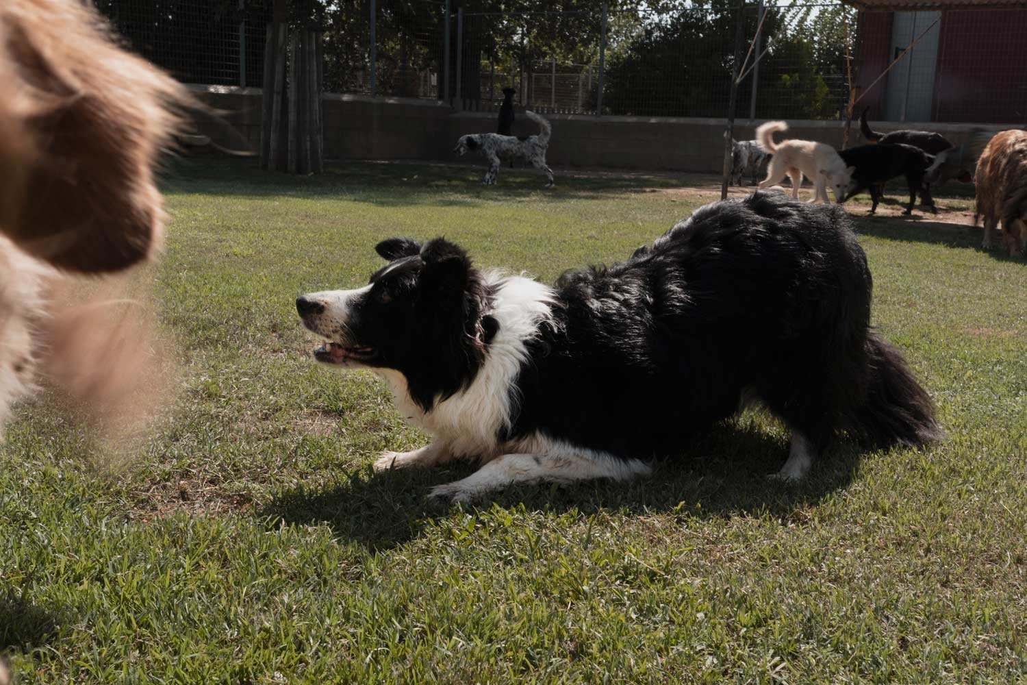centro canino de pals
