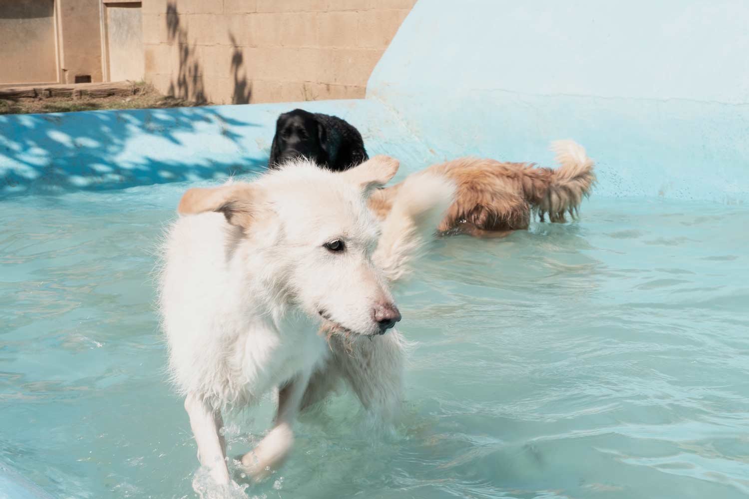 centro canino de pals