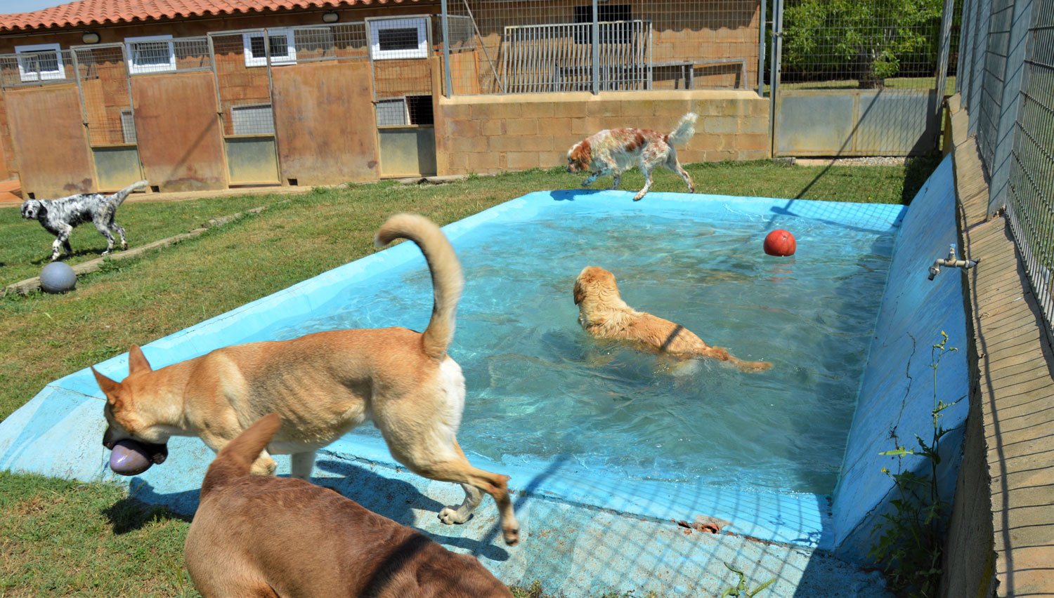 centro canino de pals