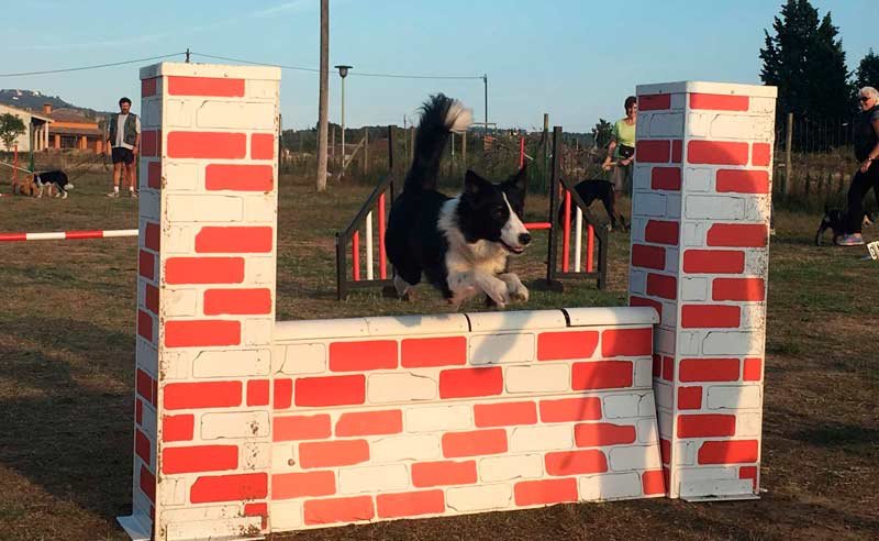 centro canino de pals