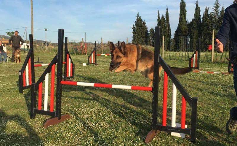 centro canino de pals