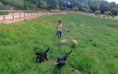 residencia canina alis