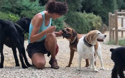 residencia canina alis