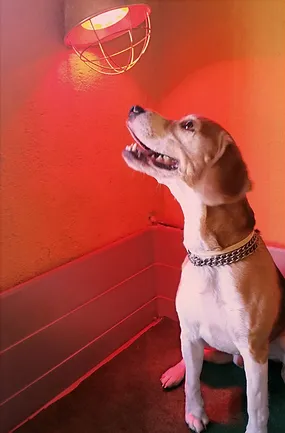 residencia canina sur can