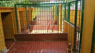 residencia canina sur can