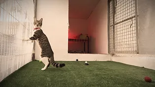 residencia canina sur can