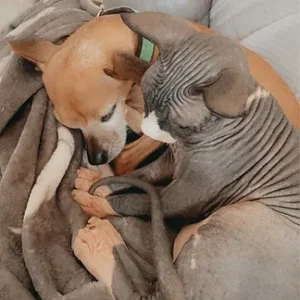 residencia canina sa ca nina