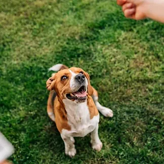 residencia canina sa ca nina
