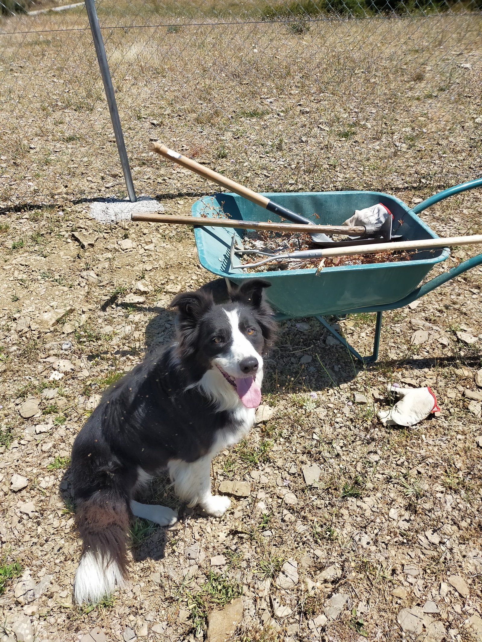 residencia canina luna mon