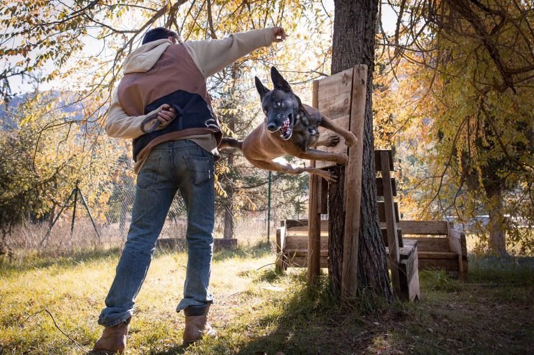 residencia canina jacan